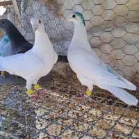 همه نر|پرنده|قزوین, |دیوار