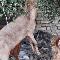 یک بزعالی وکهره نر