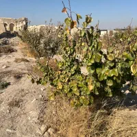 زمین باغی با اقساط بلند مدت شهریارکد۳۱۷|فروش زمین و ملک کلنگی|شهریار, رنگرز|دیوار
