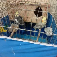 عروس هلندی.یک.جفت.