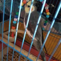 عروس هلندی|پرنده|کلاچای, |دیوار