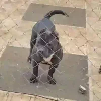 مینیاتور و امریکن