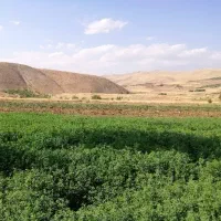 یونجه دوراهان