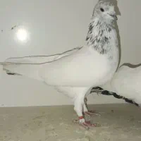 کفتر کبوتر پرنده