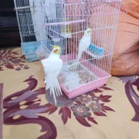 2عددعروس هلندی نرسنخگو