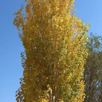 بعدازظهرها