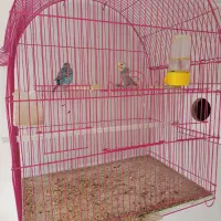 مرغ عشق های مولد با قفس|پرنده|سقز, |دیوار