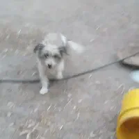 واگذاری سگ شیتزو