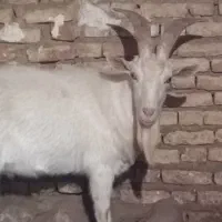 فروش نر بز سانن مخصوص نسل کشی