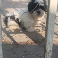 توله سه ماهه شیتزو|سگ|رشت, جانبازان|دیوار