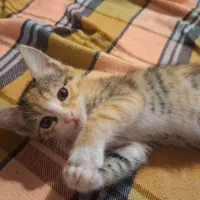 واگذاری رایگان گربه