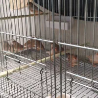 فنچ کینگ اروپایی وقفس هشت خوان اردشیرنو|پرنده|تهران, شهرک ولیعصر شمالی|دیوار