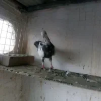 نروماده جفتگاه ،ده تا جوجه کرمونی|پرنده|مشهد, آزادشهر|دیوار