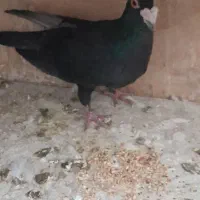 کبوتر زاغ کرمانی نر مست غریبگیری|پرنده|پاکدشت, حصار امیر|دیوار