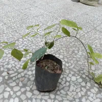 فروش گل کاغدی