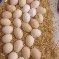 تخم مرغ محلی نطفه دار|حیوانات مزرعه|خزل, |دیوار