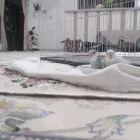 مرغ عشق کوچک