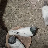 سیزده عدد کفتر در عجب شیر|پرنده|عجب شیر, |دیوار