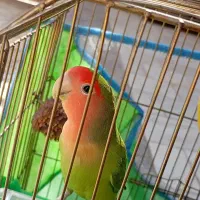 طوطی بریزیلی|پرنده|شاهرود, |دیوار