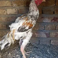 خروس|حیوانات مزرعه|سراوان, |دیوار