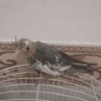 جوجه عروس دستی