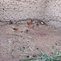 جوجه محلی 8دونه