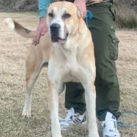 توله خراسانی