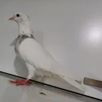 کفتر|پرنده|دهگلان, |دیوار