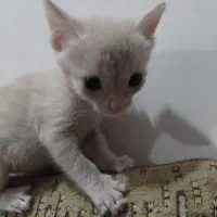 واگذاری بچه گربه ماده