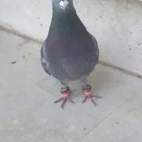 کفتر ساتن و پولکی آلمانی معرکه جفت نر پرشی