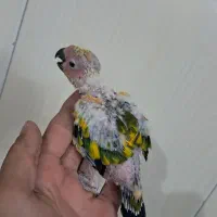 خری د وو شاه طوطی کاسکو ملنگو|پرنده|تهران, هلال احمر|دیوار