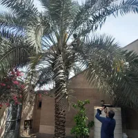 بریدن نخل قطع نخل هرس نخل سمپاشی قطع درخت تکریب