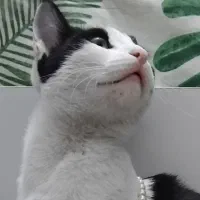 گمشده
