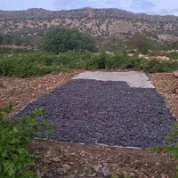 مویزسمرقندی بش دشمن زیاری|خوردنی و آشامیدنی|شیراز, مسلم|دیوار