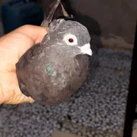 سه عدد کفتر معاوضه با قناری یا جفت طوطی برزیلی