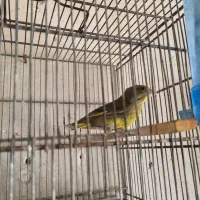 سهره سبز  نر