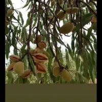 فروش فوری باغ بادام|فروش دفتر صنعتی، کشاورزی، تجاری|سامان, |دیوار