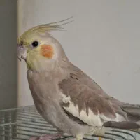 عروس هلندی گمشده