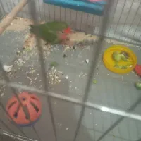 طوطی مرغ عشق باجوجه|پرنده|شریف‌آباد, |دیوار