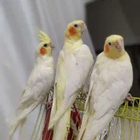 دو جفت عروس هلندی نر و ماده تخم گذار و دستی|پرنده|آستارا, |دیوار