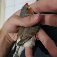 فنچ انگلیسی و پنگوئنی|پرنده|بندرعباس, |دیوار