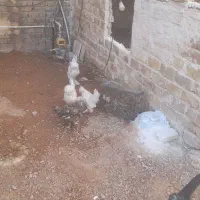 مرغ خروس