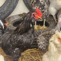 تخم مرغ|حیوانات مزرعه|فلاورجان, |دیوار