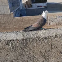 سر سفید نر|پرنده|تاکستان, |دیوار