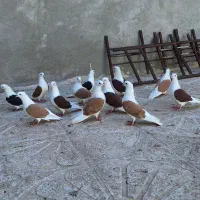 کبوتر شوزرد
