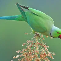 واگذاری پرنده