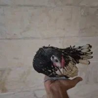 سبرایت