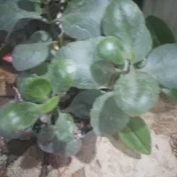 گل طبیعی وسرحال۱۰۰|گل و گیاه طبیعی|بروجرد, |دیوار