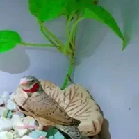 فنچ گلو بریده مولد