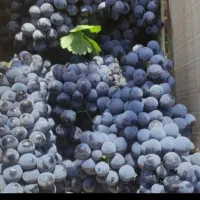 انگور دیم شاهانی